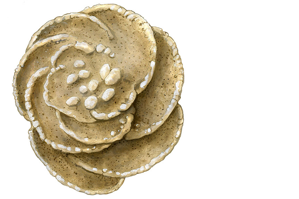 L'espèce microscopique fossile "Rotalipora reicheli" (0,5 mm de diamètre).